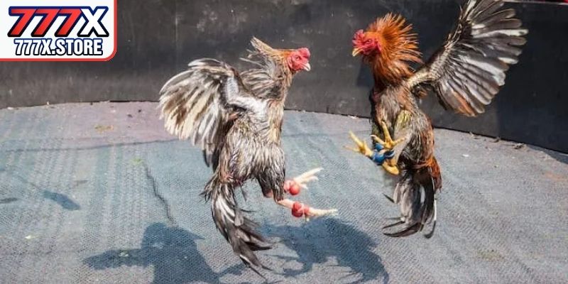 Danh sách sự kiện thi đấu hiển thị liên tục trong ngày